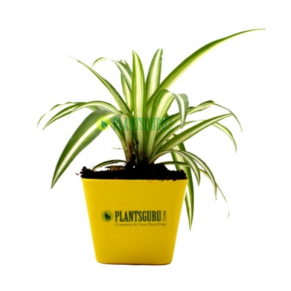 Spider Plant in yellow square pot